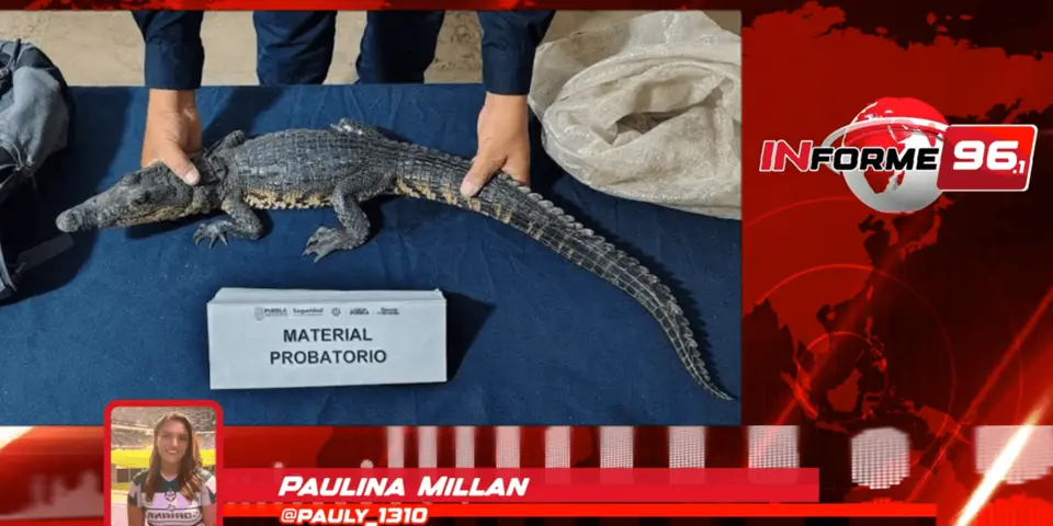 Abandonan cría de cocodrilo en pleno Zócalo de Puebla